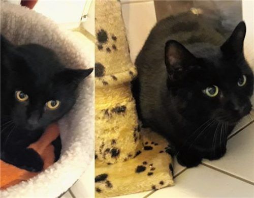 Mohrle (links) und Flori sind nur durch ihre unterschiedlichen Augenfarben auseinanderzuhalten. Foto Re