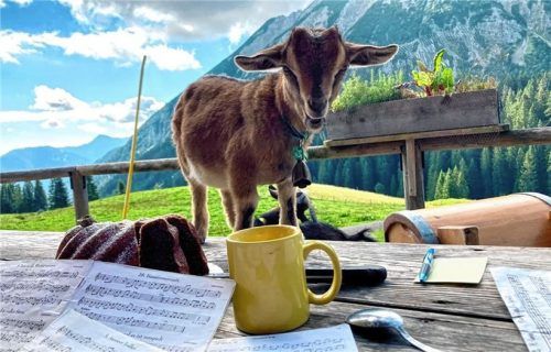Neugieriger Vierbeiner: Was wohl am meisten lockt – Kuchen, Notenblätter oder eine mögliche Streicheleinheit? Foto Fischer
