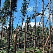 Waldbesitzern Unterstützung zugesichert