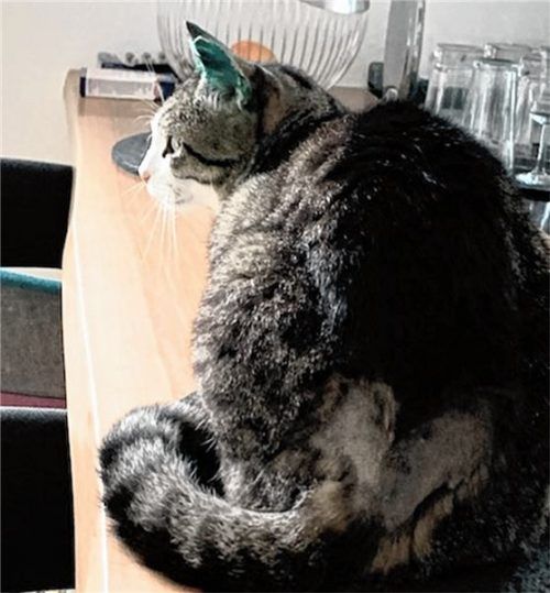 „Bärchen“ ist doch kein Opfer von Tierquälern geworden. Foto privat