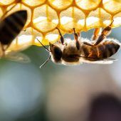 Ein tödliches Jahr für Bienen