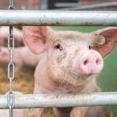 Schweinehalter in der Preiskrise
