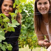 Weinlese in Franken beginnt