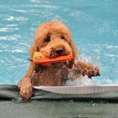 Pudelwohl im Schwimmbecken