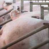 Die doppelte Schweinekrise