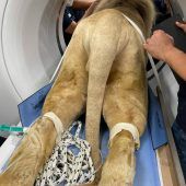 Der König vom Circus  Krone in der Röhre