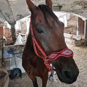 Pferd flüchtet auf der Staatsstraße