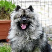 Verschmuster Wolfi