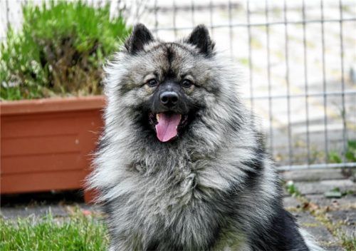 Der knapp zwei Jahre alte Wolfi ist verschmust und freundlich. Foto re