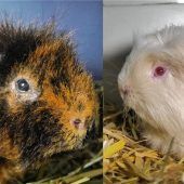 Tierheim bittet um Hilfe