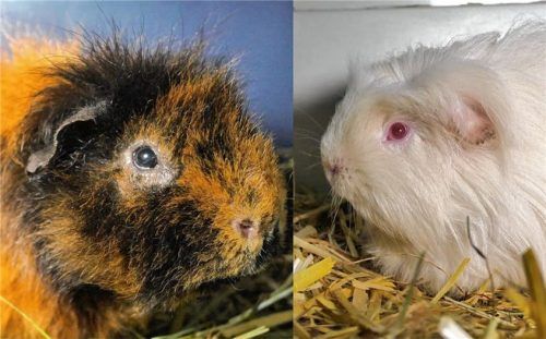 Die beiden Meerschweinchen Max und Moritz (von links) suchen neue Besitzer. Foto RE