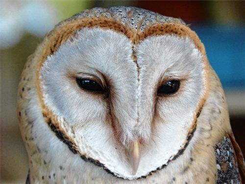 Die Schleiereule ist ein fleißiger Mäusejäger und fängt pro Jahr zwischen 2000 und 3000 Nager.Foto  re