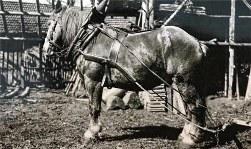 In seiner Jugend hat Michael Weber Felder noch mithilfe von Pferden gepflügt. Das Bild ist um 1955 entstanden. Schöne