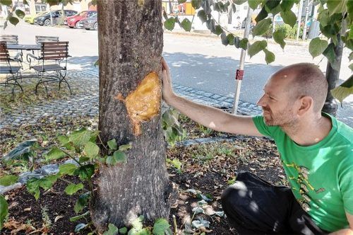 Mit einer Axt wurde die „Linde 21“, die eigentlich verpflanzt werden soll, von Unbekannten verletzt. Dr. Christian Guse begutachtet die Verletzung des Baumes, die bereits versorgt worden ist.Foto Eva Guse