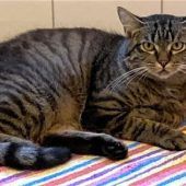 Peter sucht ein neues Zuhause