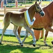 Zweites Fohlen geht als Regionalsieger hervor
