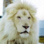 Der König der weißen Löwen ist tot
