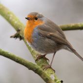 Vogel des Jahres gesucht