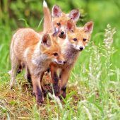 Von Rudeln und Sippen, Kolonien und Schulen