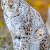 Das Schmalreh wird zur Ricke