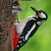 Vor Regen geflüchtete Maus wird schnell zur leichten Beute