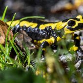 Salamander bedroht