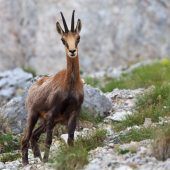 Studie rechtfertigt Gamserl-Jagd