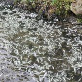 12 000 Fische in Teichen verendet