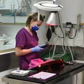 Tierische Patienten in Not
