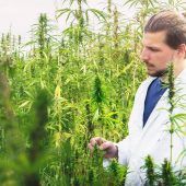 Die umstrittenste Pflanze der Republik