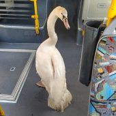 Einmal zum Tierarzt, bitte!