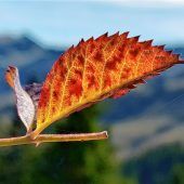 Die herbstliche Bergwelt präsentiert sich bunt
