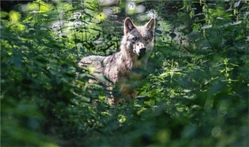 Bei Angriffen starben in Bayern im vergangenen Jahr28 Nutz- und Gehegewildtiere. Foto DPA
