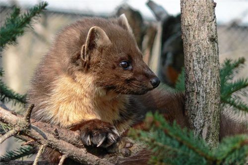 Beim Klettern macht ihm niemand etwas vor: der Baummarder.Foto Hoheneder