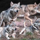 Nein zum „Wolfsfreien Landkreis“