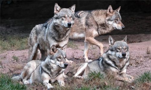 Beim Umgang mit dem Wolf scheiden sich die Geister: Vor allem Landwirte und Almbauern wollen ihn höchstens in einem Gehege sehen, wie hier beispielsweise ein ganzes Rudel in einem Tierpark. Foto dpa