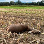 „Ein ganz eindeutiger Hunderiss“