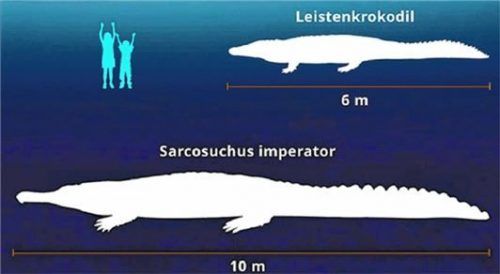 Der Sarcosuchus wurde mehr als doppelt so lang wie das größte heute lebende Krokodil und zehnmal so schwer. Foto VKR/Stock