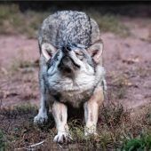 Füchse und Wanderer viel gefährlicher als Wölfe