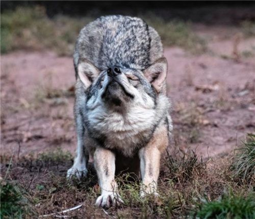 Die Rückkehr der Wölfe sorgt für Diskussionen. Foto dpa