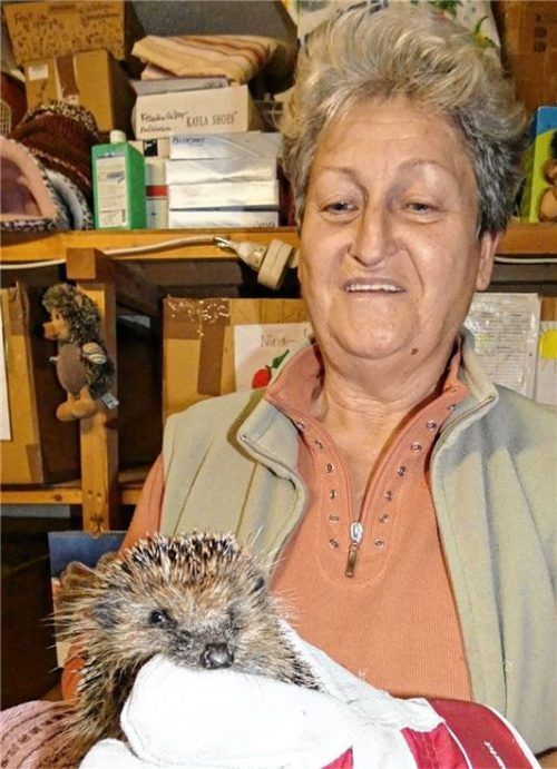 Elisabeth Hüller mit einer kleinen Igelin. Im Vergleich zu anderen stacheligen Vierbeinern der Igelstation Grabenstätt, erfreut sich das Tier schon wieder recht guter Gesundheit. Foto Müller