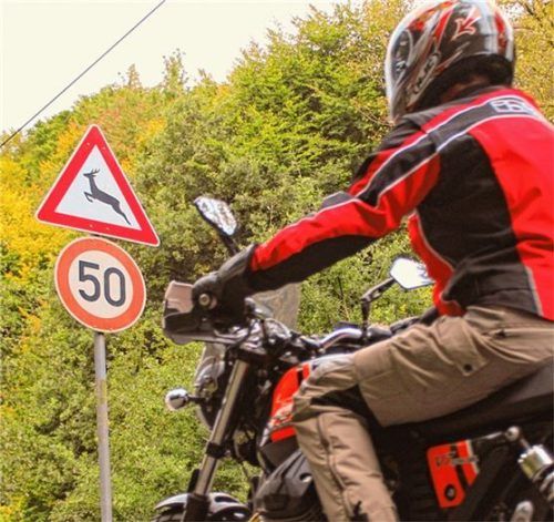 Erhöhte Aufmerksamkeit, ein vergrößerter Sicherheitsabstand zum Vorausfahrenden und besondere Vorsicht an Feldern und Wäldern tragen zu einem sicheren Ankommen bei. Diesbezügliche Warnschilder sollten ernst genommen werden. Foto ifz