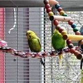 Johnny istwieder zu Hause