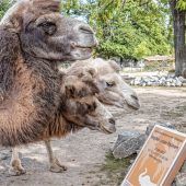 Werden Ungeimpfte zu Sündenböcken gemacht?