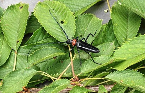 Lange Fühler, ein schwarzer Körper und roter Hals – so sieht der Asiatische Moschusbockkäfer aus. Fotos Trautmann/Seemann LfL