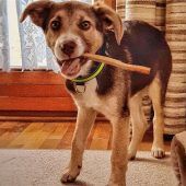 Hundehalter müssen mehr zahlen