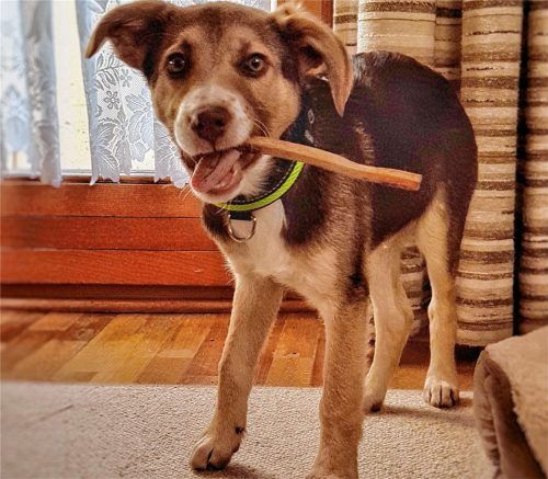 Paulis Herrchen und Frauchen zahlen ab Januar 60 Euro Hundesteuer – nicht wie bisher 41 Euro. Besitzer eines Kampfhundes müssen künftig 500 Euro zahlen. Foto Thomae