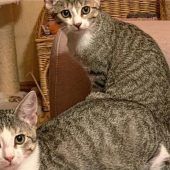 Schmusiges Schwesternpaar