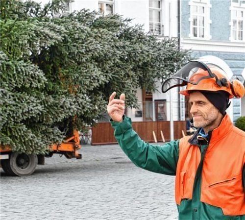 30 Jahre, 30 Bäume: Peter Gabler von der Stadtgärtnerei kümmert sich um die Christbäume.