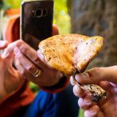 Pilz-Apps nicht blind vertrauen